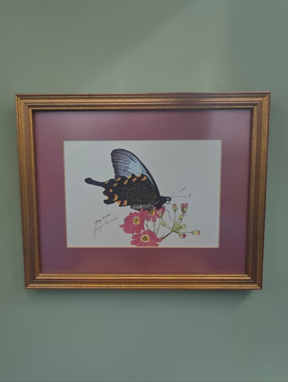 Dark Swallowtail Butterfly, Resembling a Papilio Species, Feeding on Pink Azalea